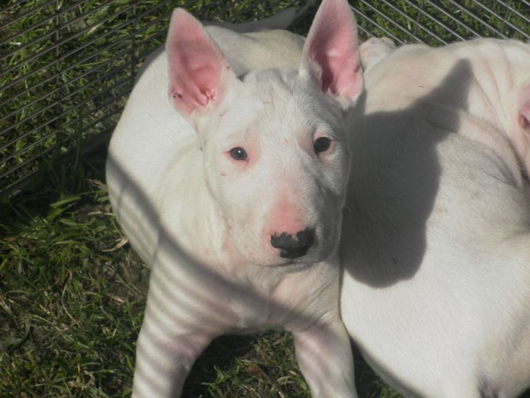 Bull Terrier Puppies For Sale Bay Area