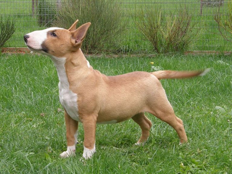 Bull Terrier Puppies For Sale In California Top Dog