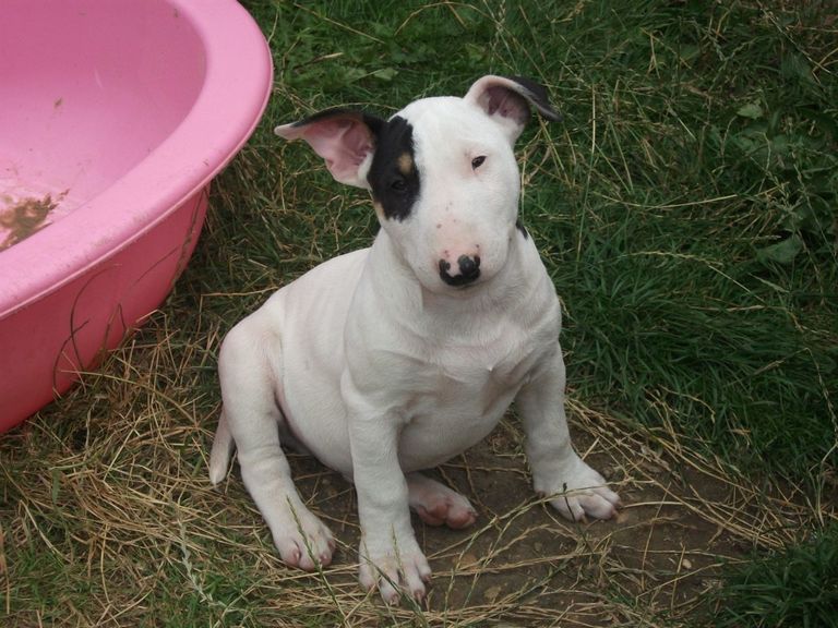 Bull Terrier Puppies For Sale In Louisiana