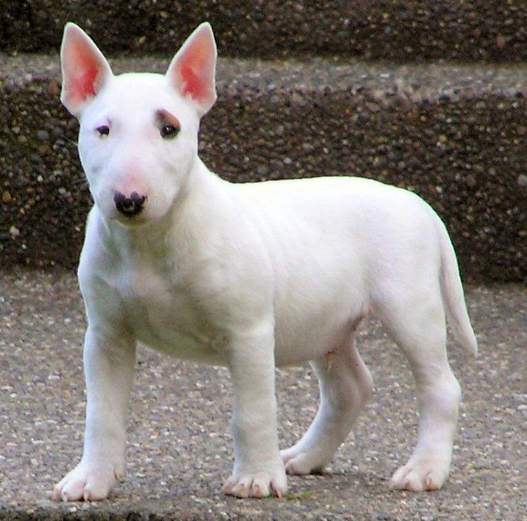 Bull Terrier Puppies For Sale In Nc