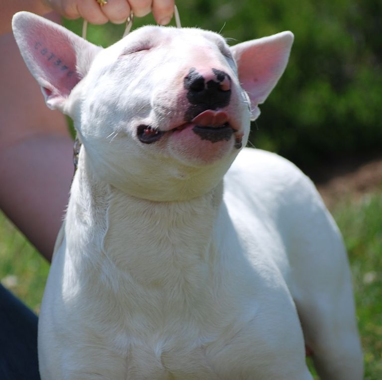 Bull Terrier Puppies For Sale In Ohio