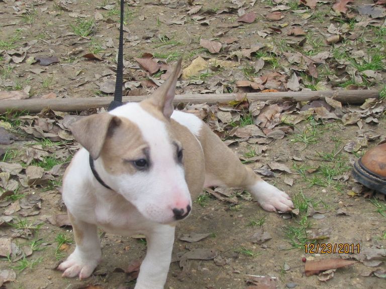 Bull Terrier Puppies For Sale In Texas