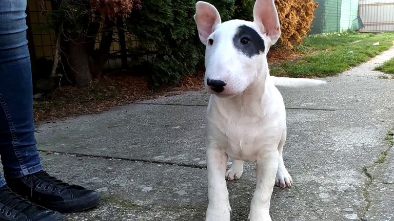 Bull Terrier Puppies For Sale Top Dog Information
