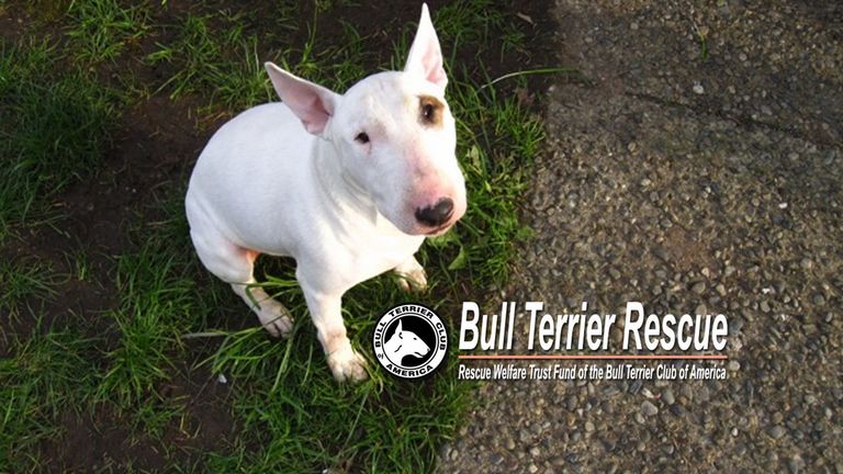 Bull Terrier Rescue Washington