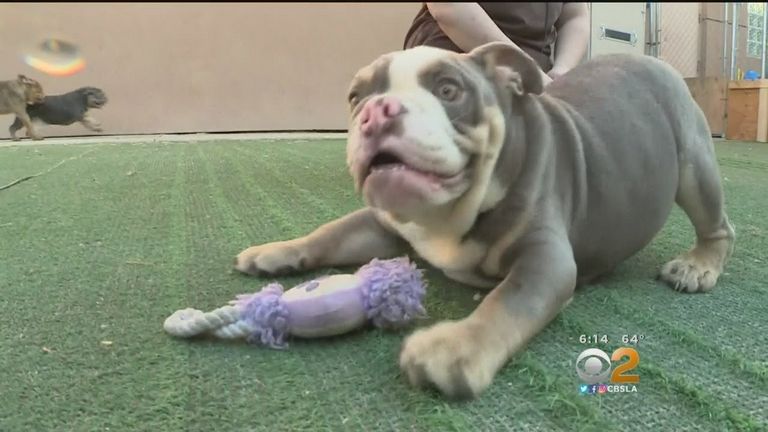 Bulldog Rescue Adoption
