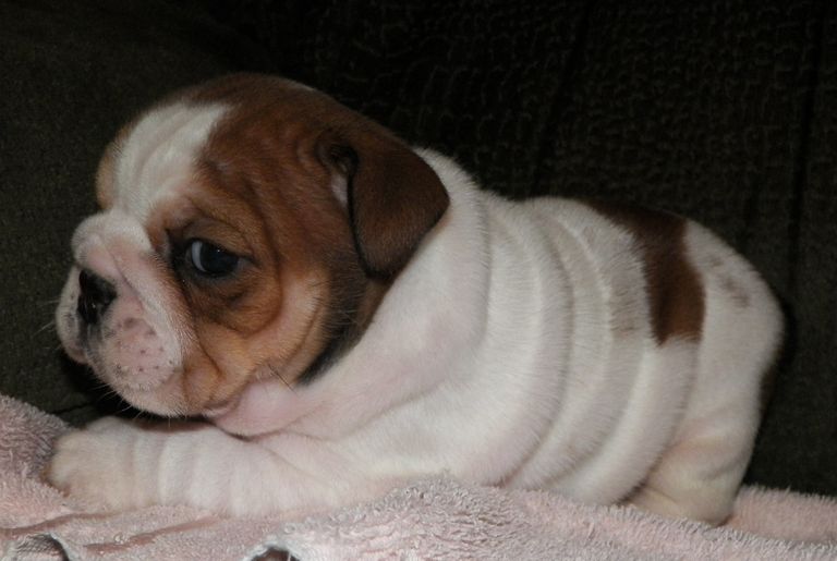 Bulldogs For Sale In Ny Top Dog Information