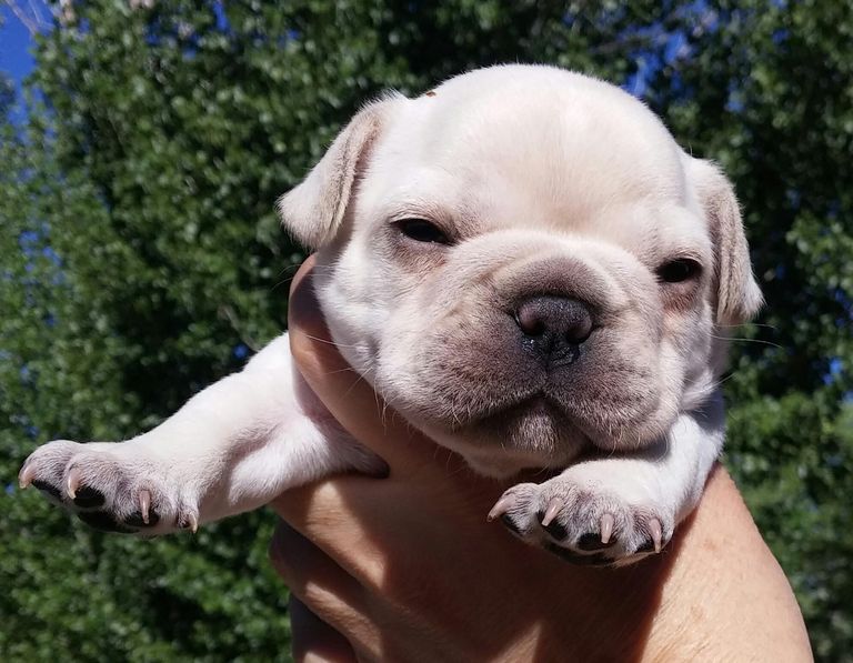 Bulldogs That Stay Small