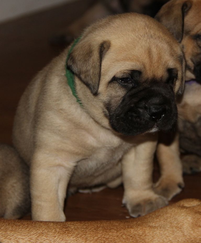 Bullmastiff Puppies For Sale In California