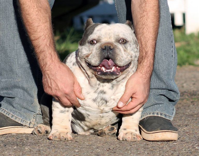 Bully For Sale In Tampa Fl | Top Dog Information