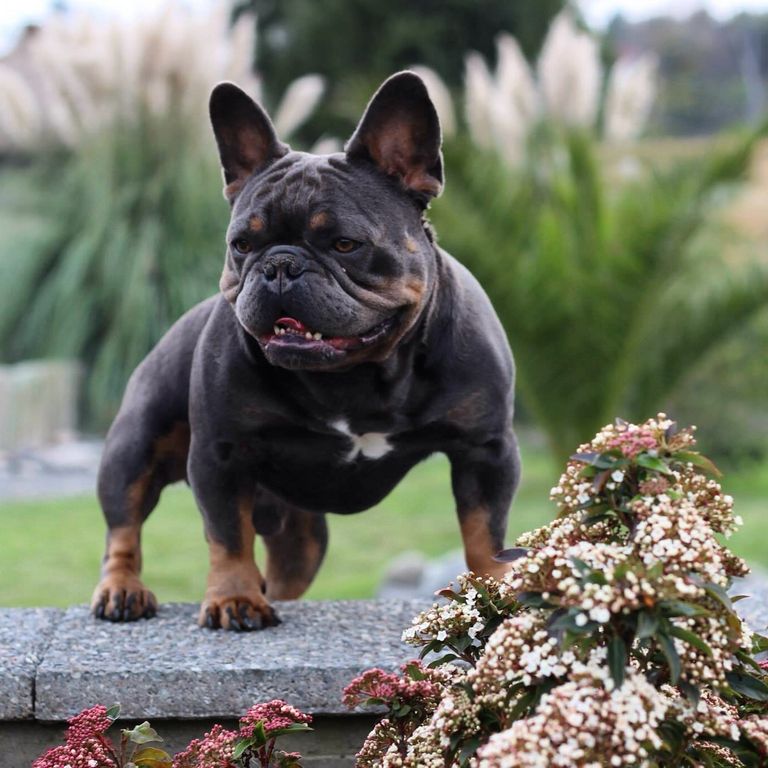 Bully French Bulldog For Sale