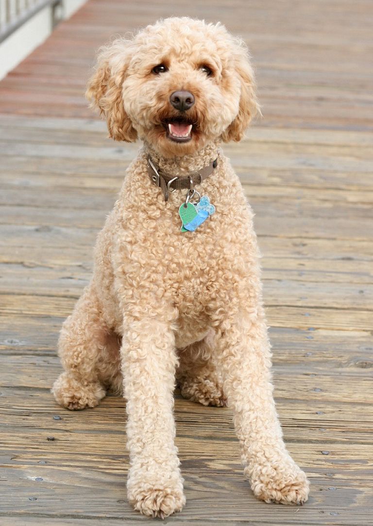 Buying A Standard Poodle