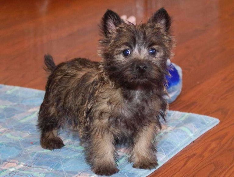 Cairn Terrier Puppies For Sale In Ohio