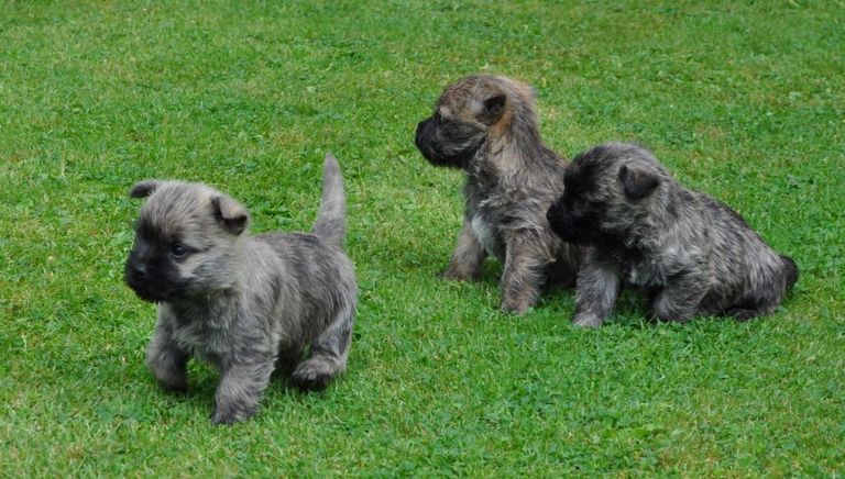 Cairn Terrier Puppies For Sale In Pa