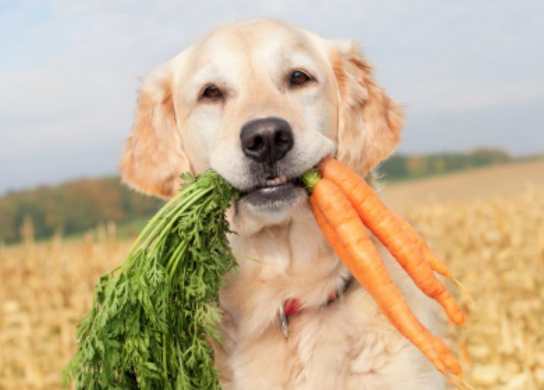 Can Dogs Eat Carrots