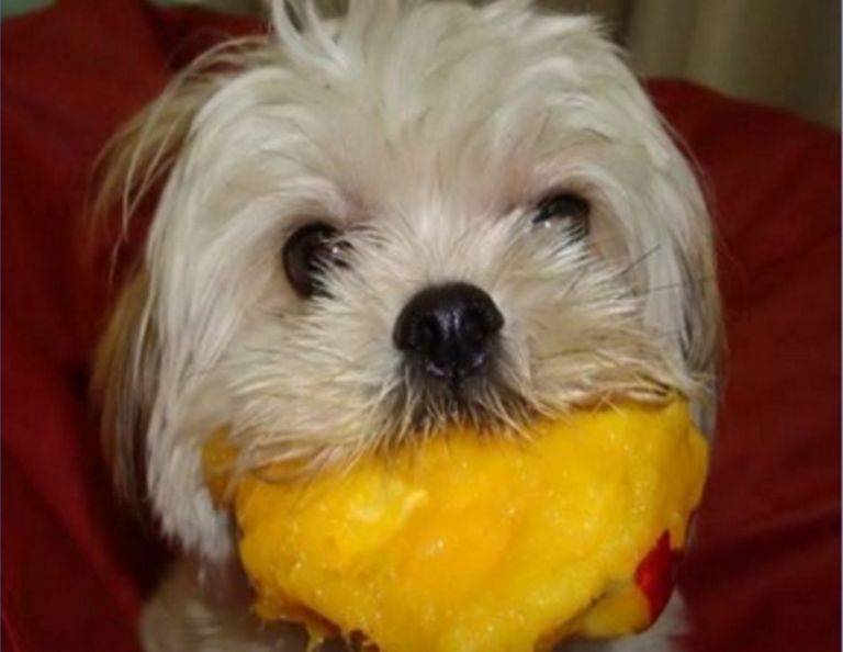 Can Dogs Eat Mango