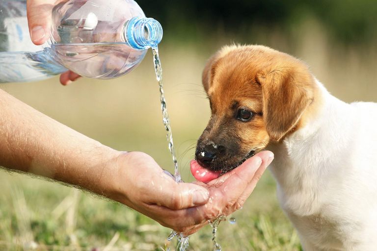 Can Puppies Drink Tap Water