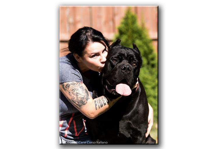 Cane Corso Breeders In Indiana
