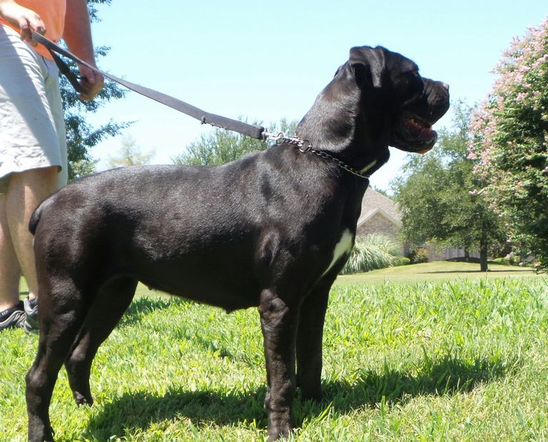 Cane Corso Breeders Texas Top Dog Information
