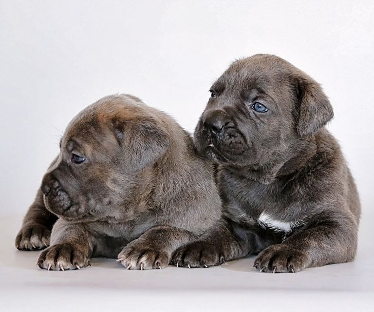 Cane Corso For Sale In Sc Top Dog Information
