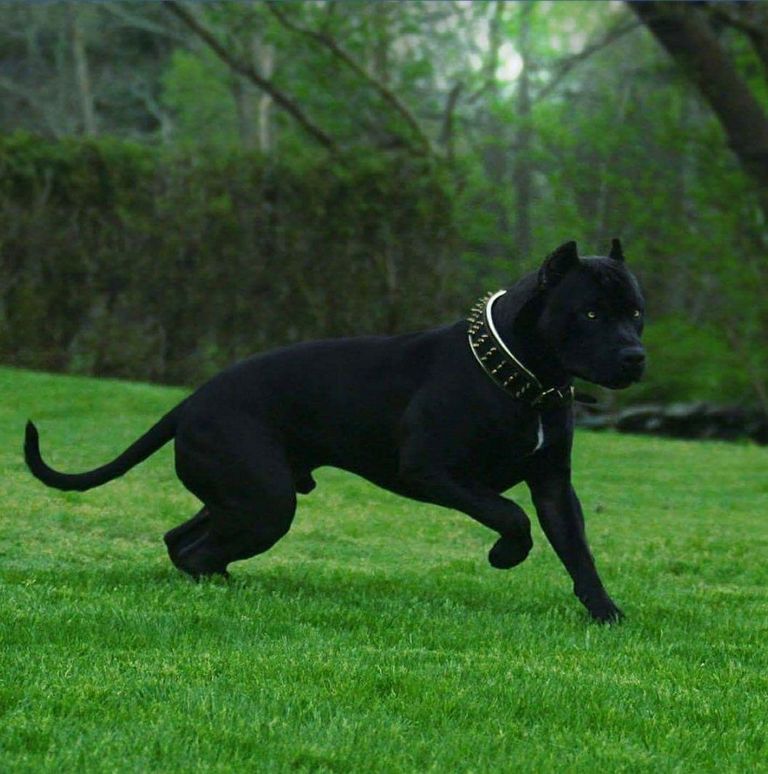 Cane Corso Panther Top Dog Information