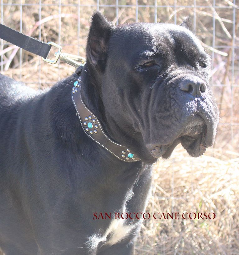 Cane Corso Puppies For Adoption In Nj