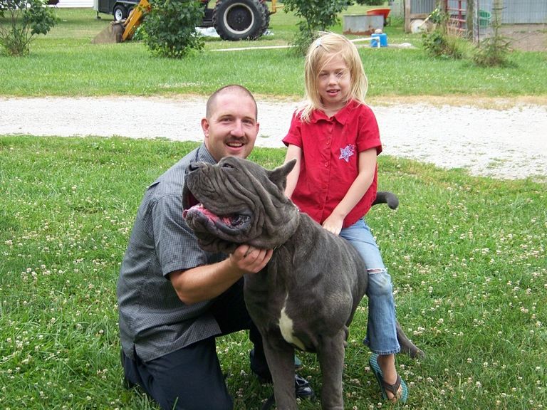Cane Corso Puppies For Sale In Indiana