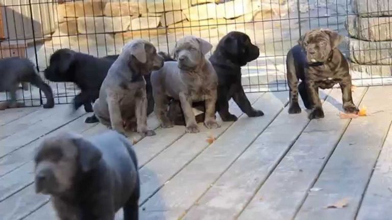 Cane Corso Puppies Price
