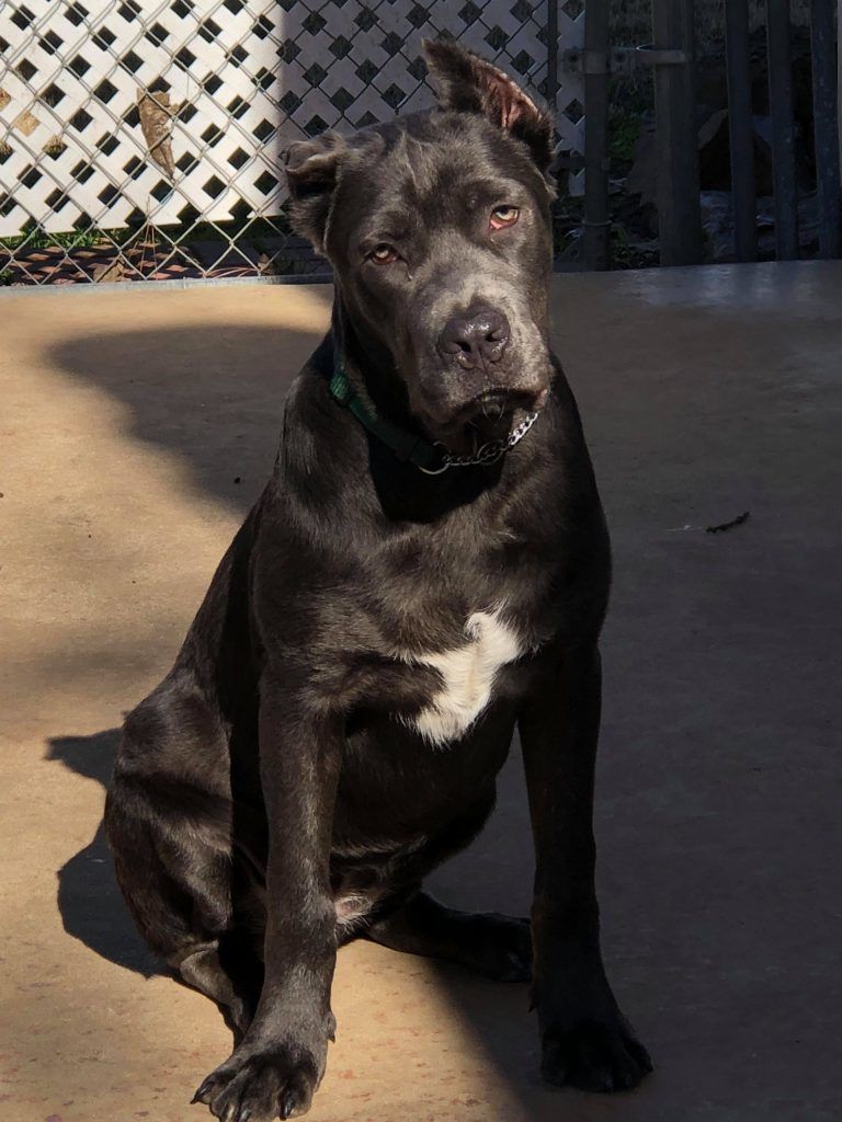 Cane Corso Rehoming