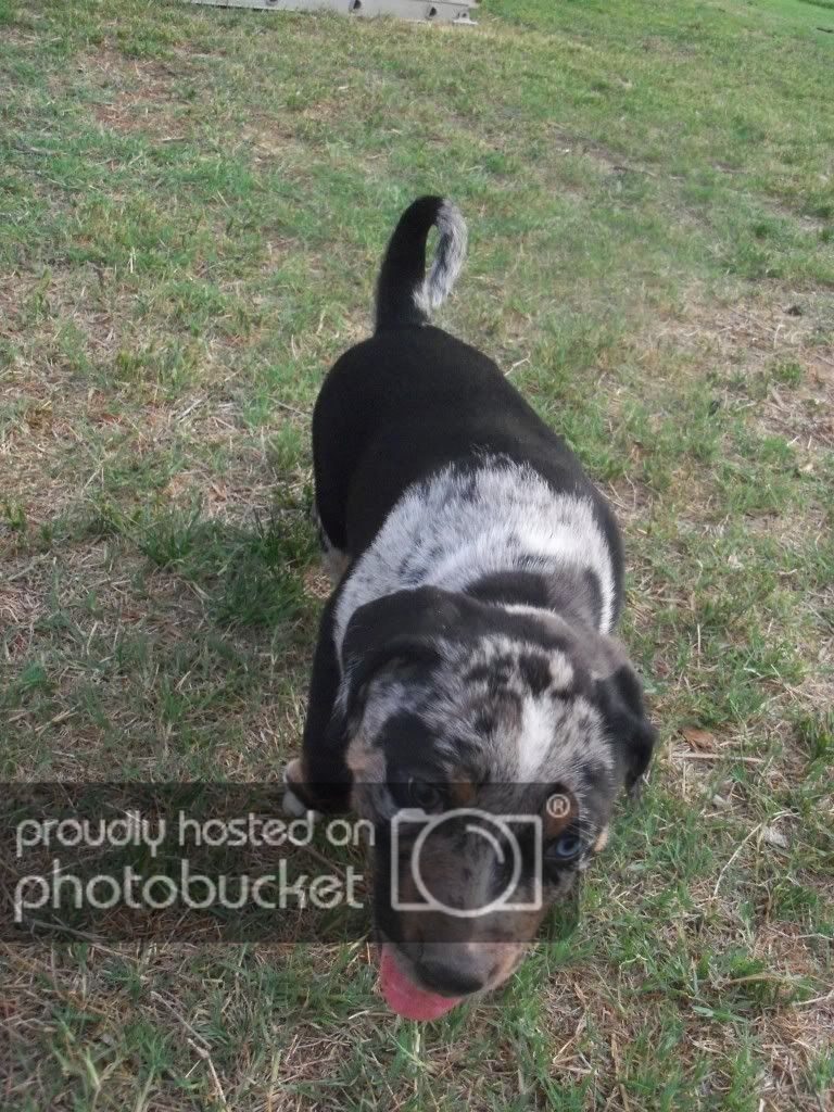 Catahoula Puppies For Sale In Houston