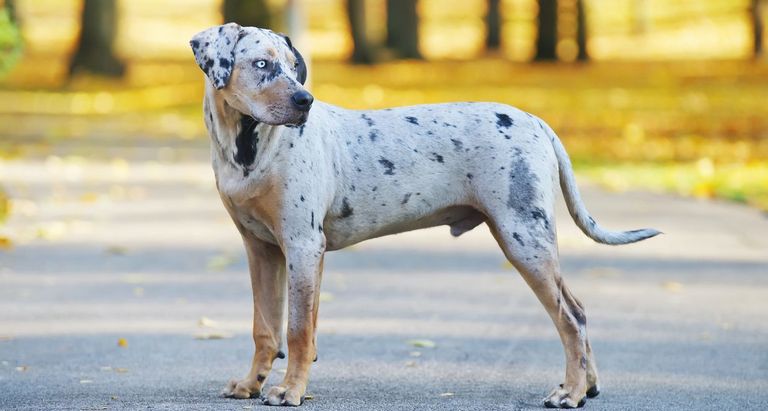 Catahoula Puppies For Sale In Kentucky