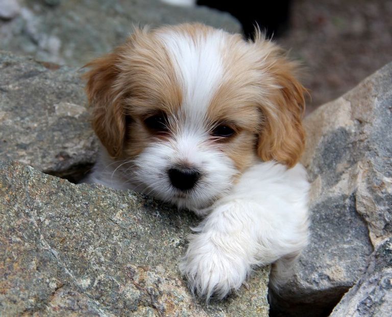 Cavachon Puppies For Adoption Top Dog Information