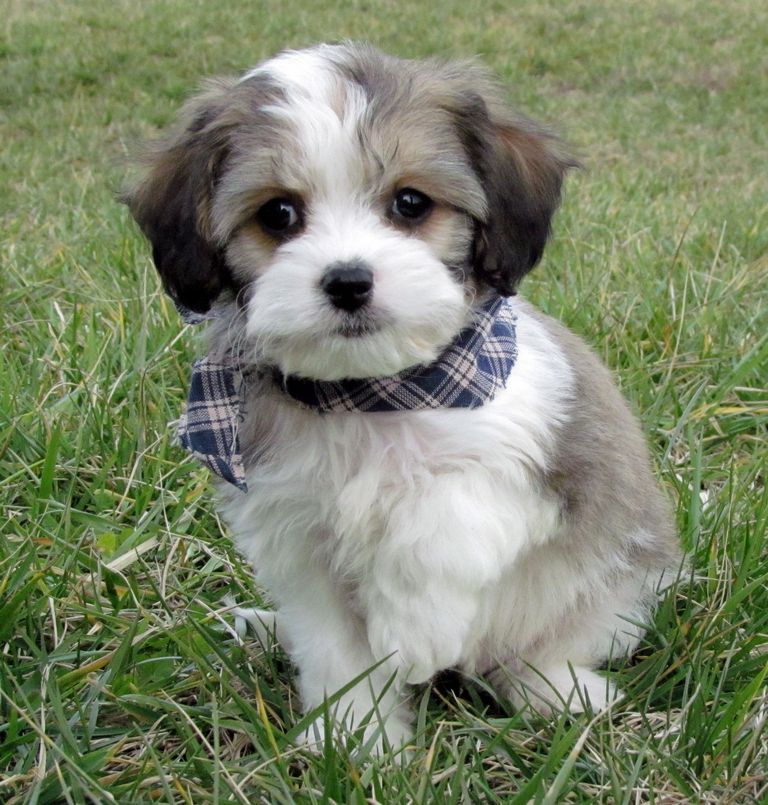 Cavachon Puppies For Sale In Pa