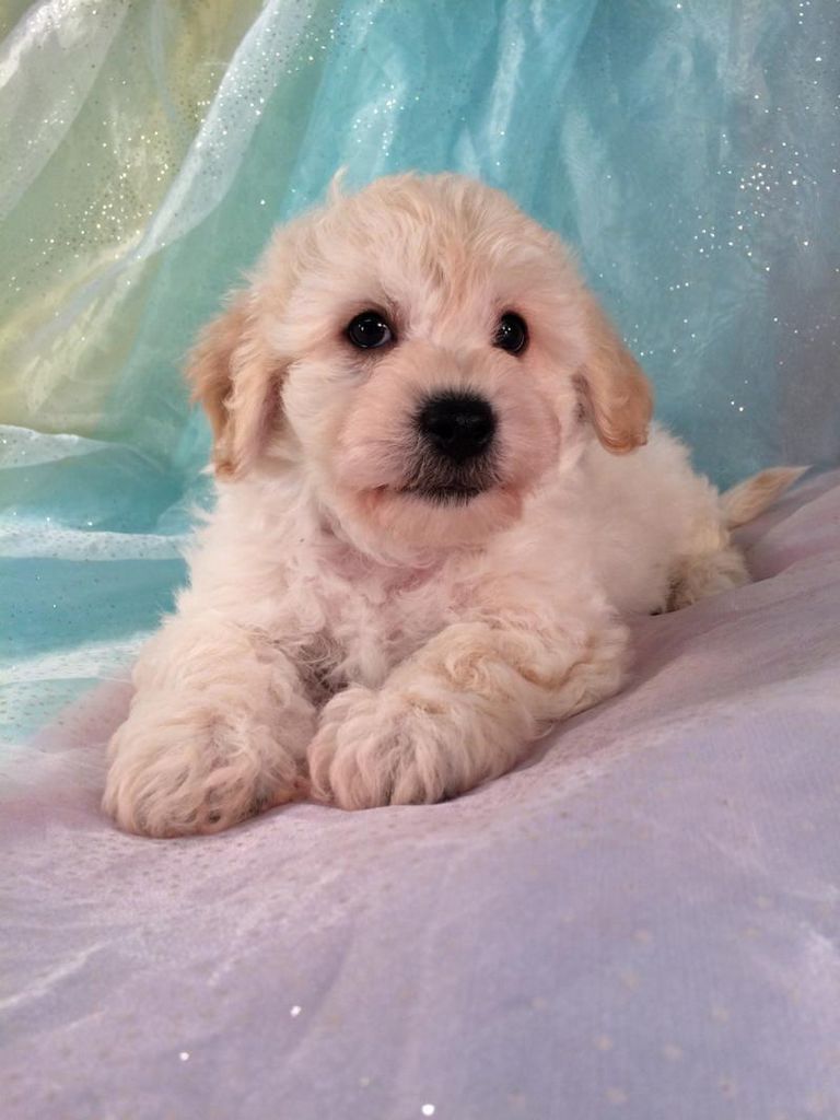 Cavachon Puppies For Sale In Wisconsin
