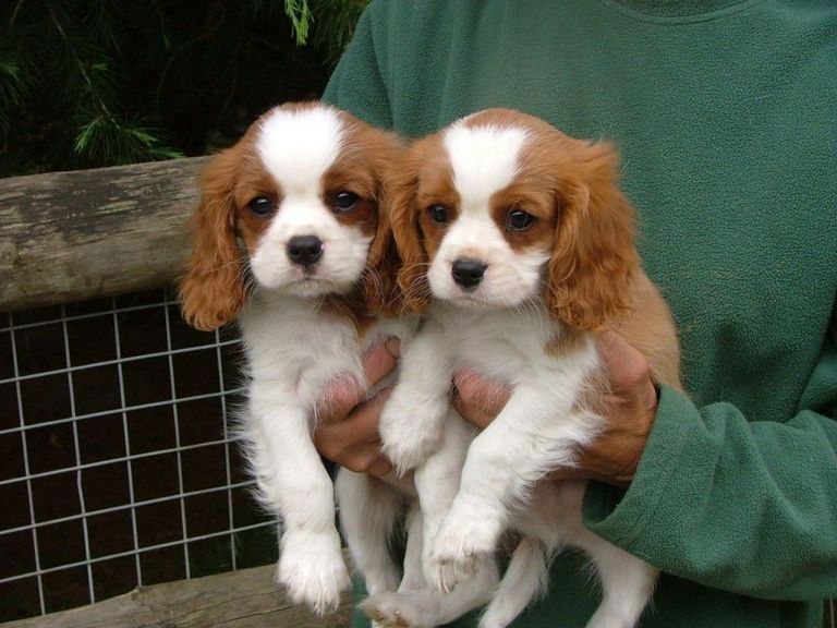 Cavalier King Charles Spaniel Puppies For Adoption Top