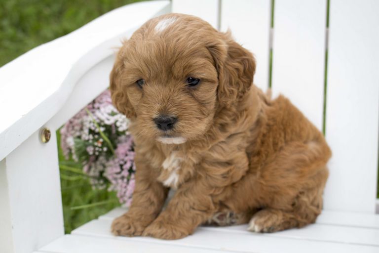Cavapoo Puppies For Sale In Nc