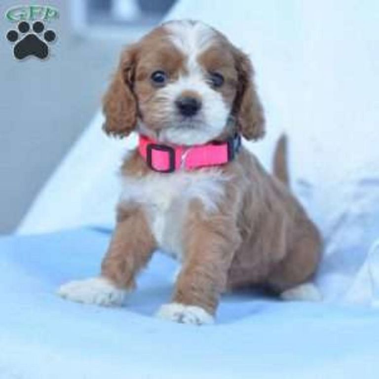 Cavapoo Puppies For Sale In Ohio