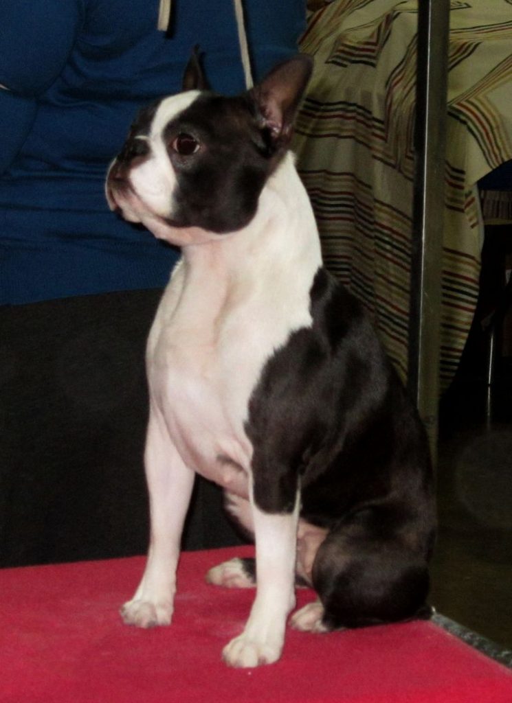 Champion Boston Terrier Puppies For Sale