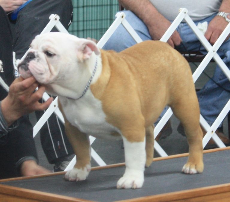 Champion English Bulldog Puppies For Sale Top Dog