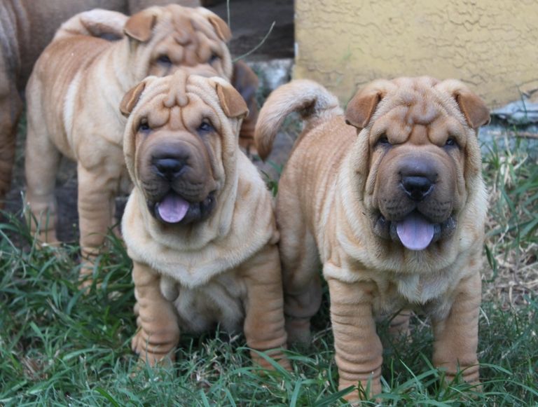 Champion Shar Pei Puppies For Sale