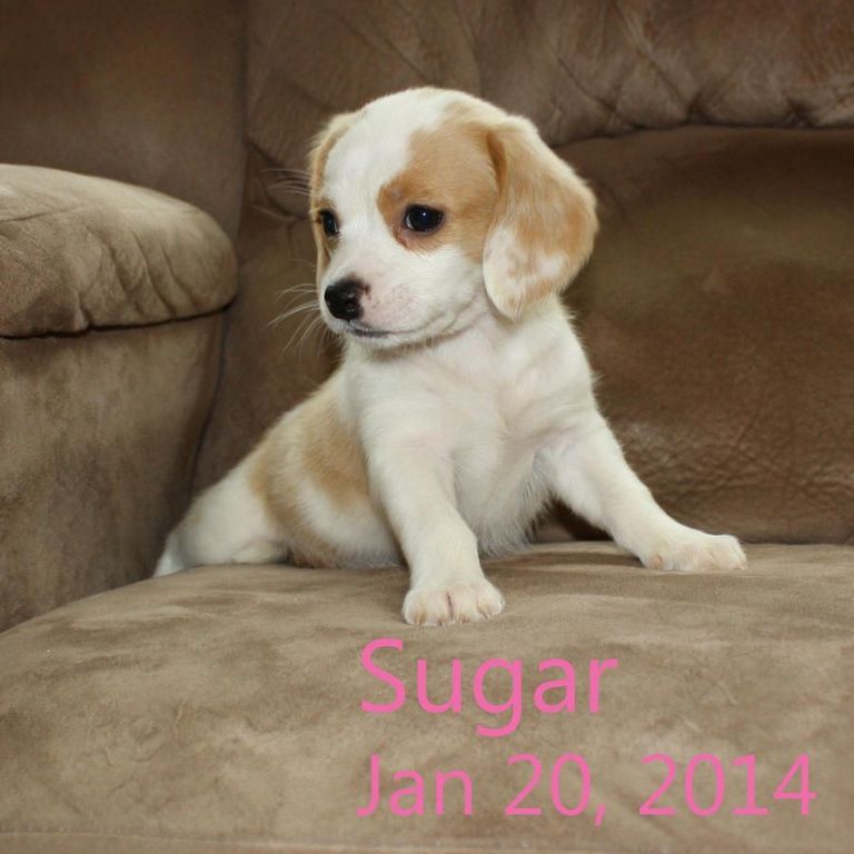 Cheagle Puppies For Sale In Pa