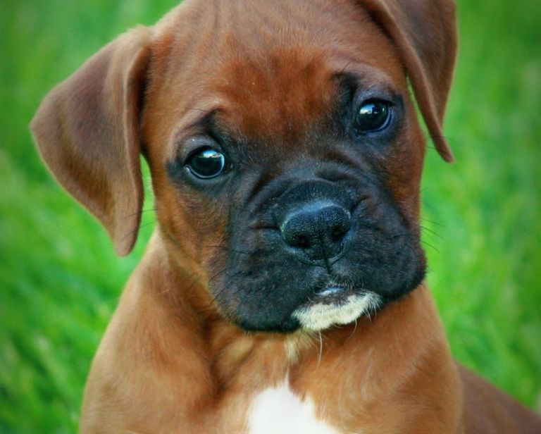 Cheap Boxer Puppies For Sale