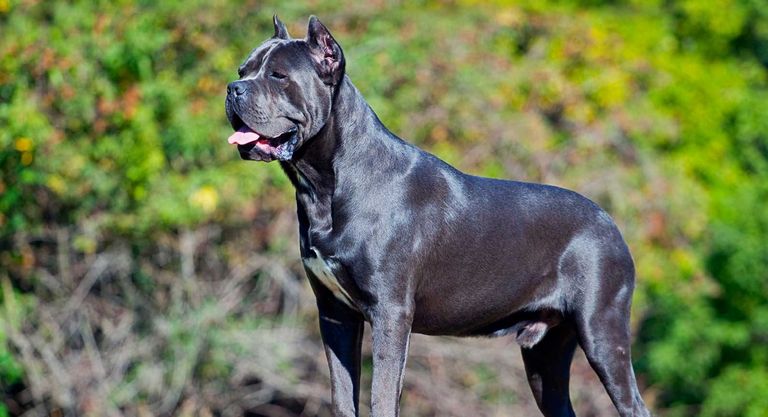 Cheap Cane Corso Puppies For Sale