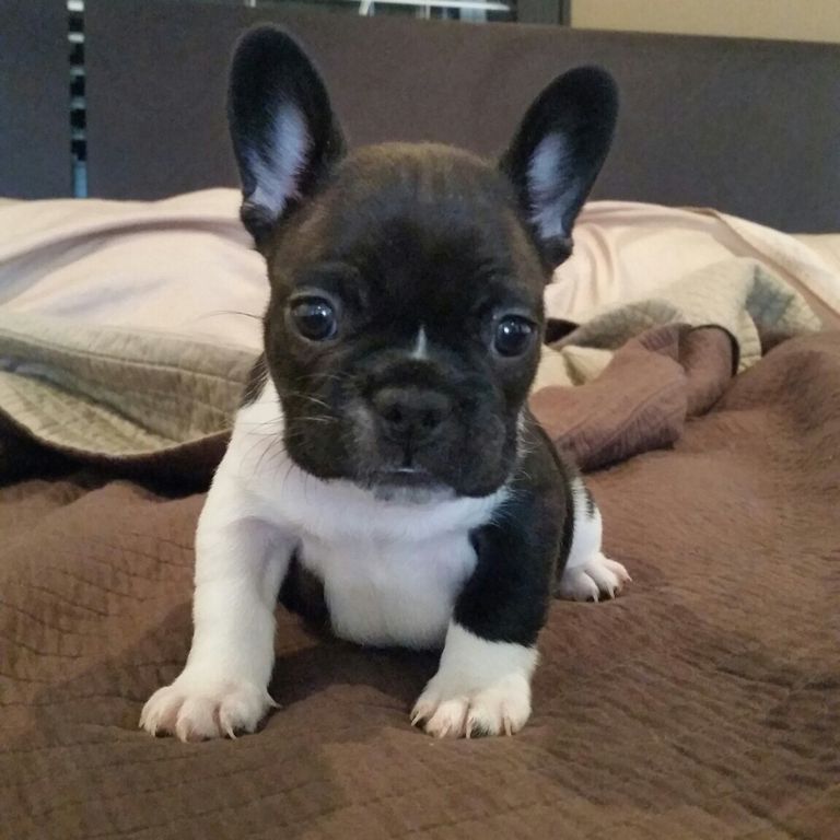 Cheap French Bulldog Puppies For Sale
