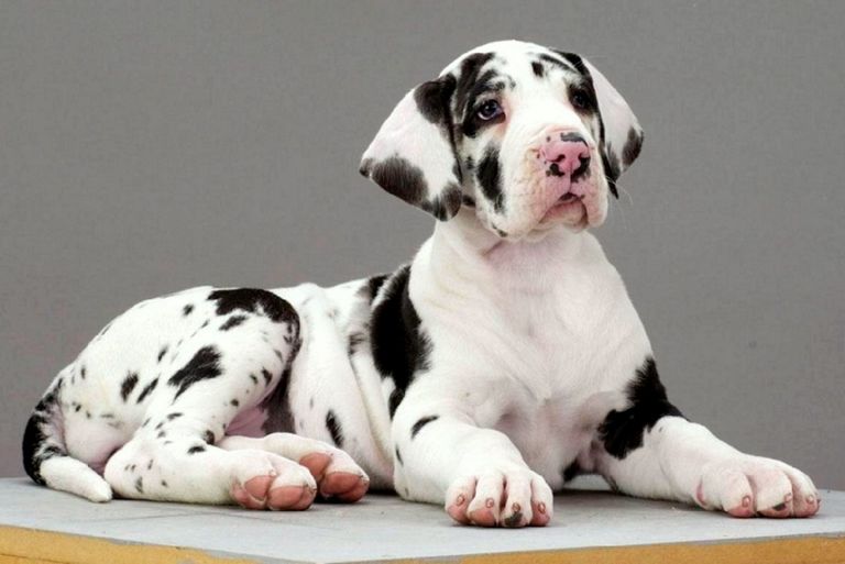 Cheap Great Dane Puppies For Sale In Va