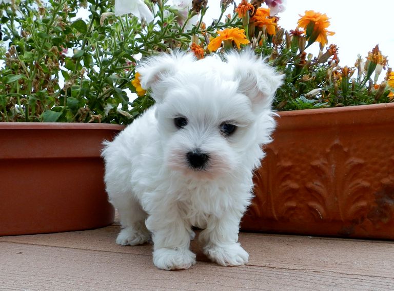 Cheap Maltese Puppies For Sale
