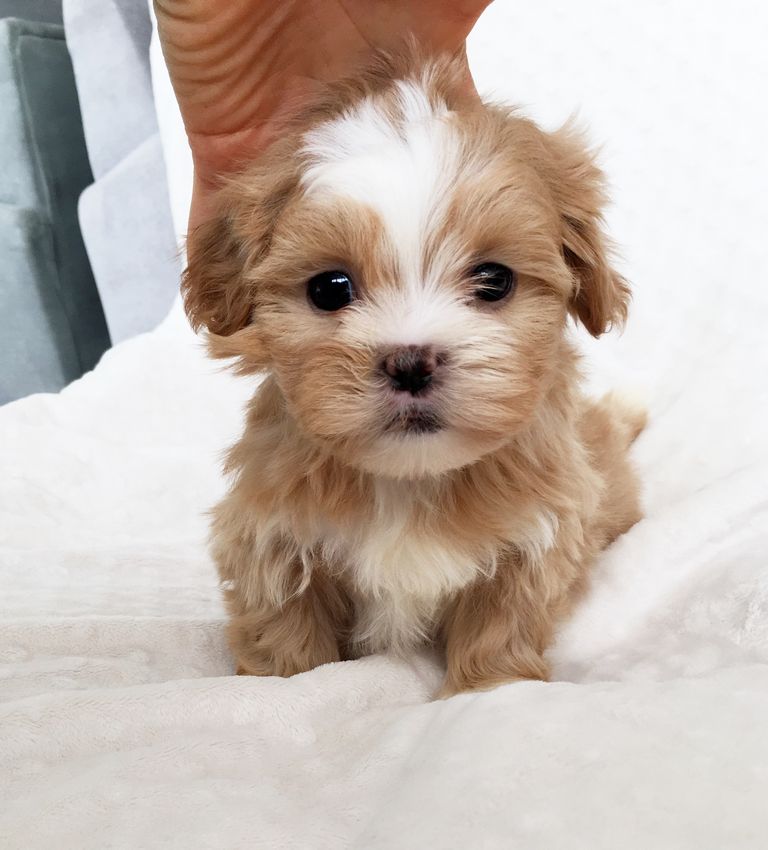 Cheap Morkie Puppies For Sale