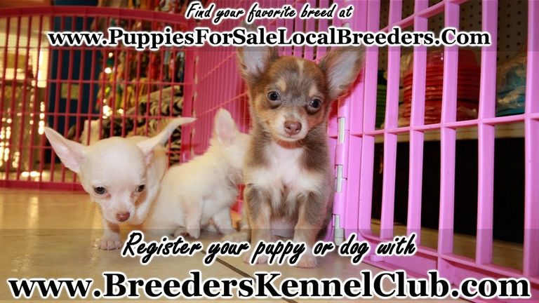 Chihuahua Puppies For Sale In Douglasville Ga