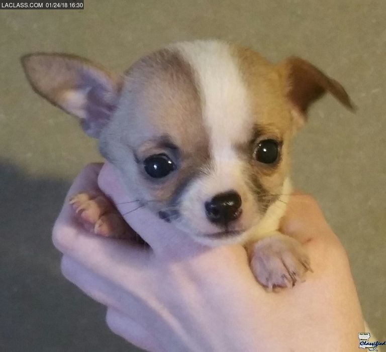 Chihuahua Puppies For Sale In Louisiana