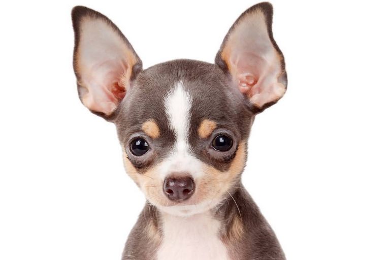 Chihuahua Puppies For Sale Near Me | Top Dog Information