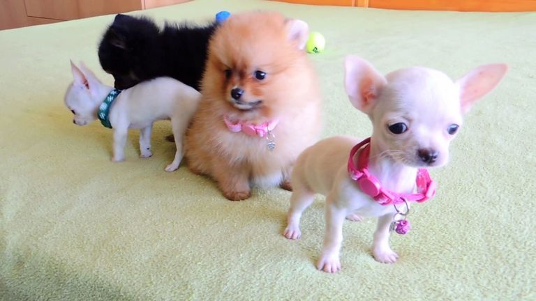 Chihuahua Puppies For Sale | Top Dog Information